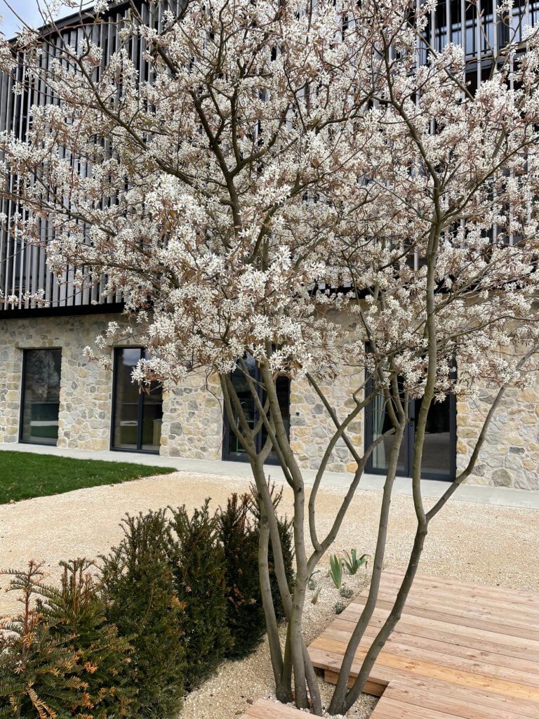 KupferFelsenbirne in voller Blüte · APP Gartenbau